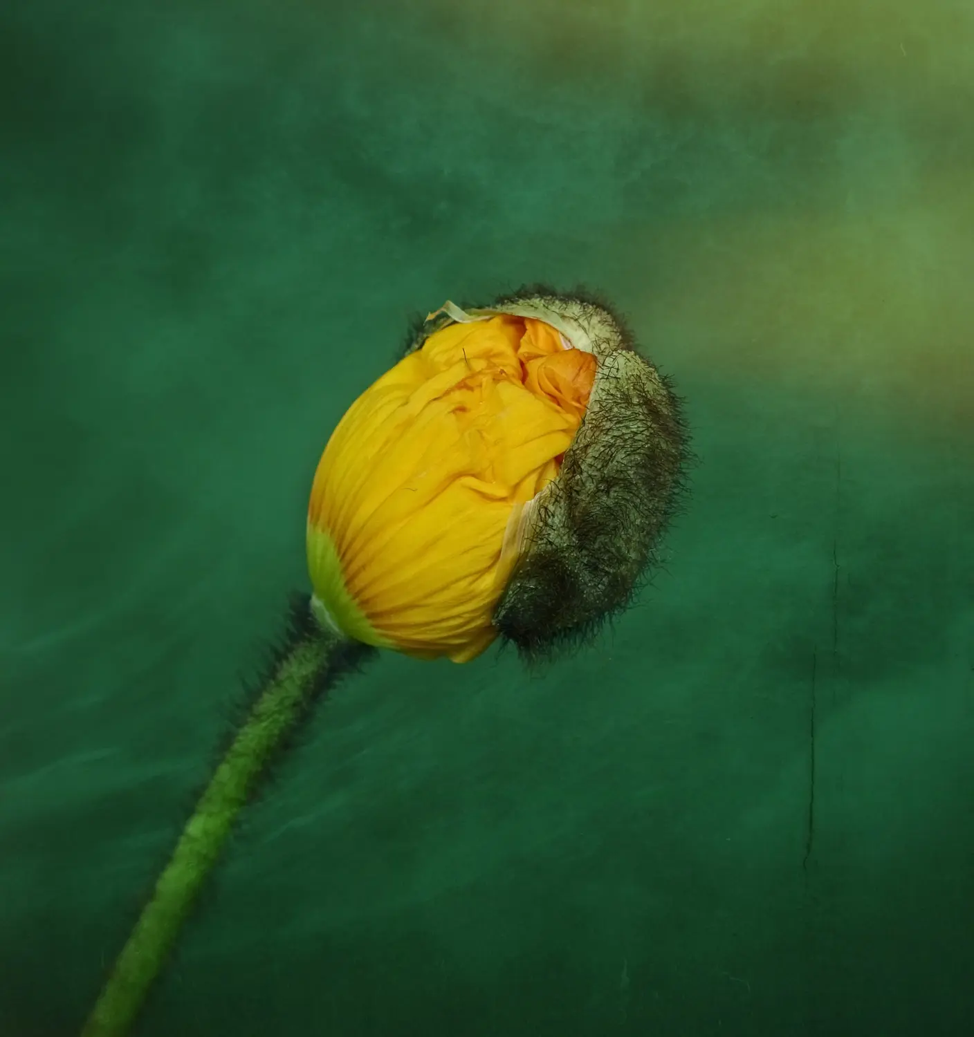 Mohn, Gelb, Blüte, lizenzfreie Stockfotos